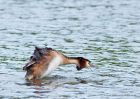 gcGrebe_080510a.jpg