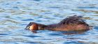 gcGrebe_080510m.jpg