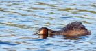 Filename=gcGrebe_080510o.jpg
Filesize=258KB
Dimensions=1000x539
Date added=May 09, 2010 gcGrebe_080510o.jpg