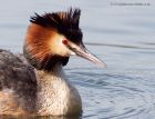 gcGrebe_080510q.jpg