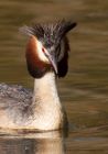 gcGrebe_080510s.jpg