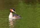 gcGrebe_080510t.jpg