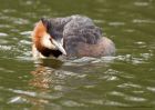 gcGrebe_080510x.jpg