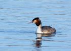 gcGrebe_090208c.jpg