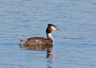 gcGrebe_090208e.jpg