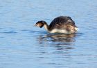 gcGrebe_090208f.jpg