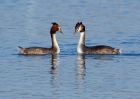 gcGrebe_090208i.jpg