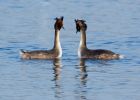 gcGrebe_090208j.jpg