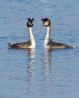 gcGrebe_090208l.jpg