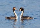 gcGrebe_090208m.jpg