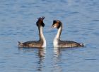 gcGrebe_090208n.jpg