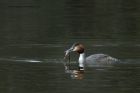 gcGrebe_090213b.jpg