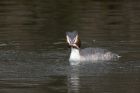 gcGrebe_090213dd.jpg