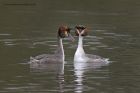 gcGrebe_090213m.jpg