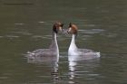 gcGrebe_090213o.jpg