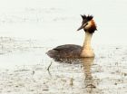 gcGrebe_090708a.jpg