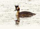 gcGrebe_090708k.jpg