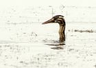 gcGrebe_090708w.jpg