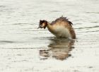 gcGrebe_090708z.jpg