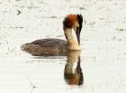 gcGrebe_090708zf.jpg