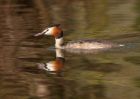 gcGrebe_100410a.jpg