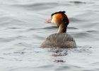 Filename=gcGrebe_150808b.jpg
Filesize=165KB
Dimensions=800x574
Date added=Aug 28, 2008 gcGrebe_150808b.jpg