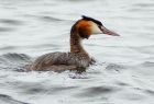 gcGrebe_150808c.jpg