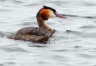 gcGrebe_150808d.jpg