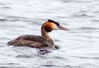 gcGrebe_150808e.jpg