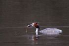 gcGrebe_170212o.jpg