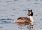 gcGrebe_170309a.jpg