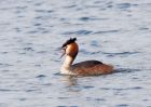 gcGrebe_170309b.jpg