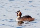 gcGrebe_170309d.jpg