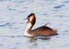 gcGrebe_170309e.jpg