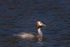 gcGrebe_180212g.jpg