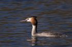 gcGrebe_180212j.jpg