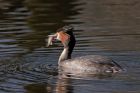 gcGrebe_180212k.jpg