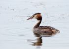 gcGrebe_180909g.jpg