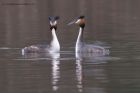 gcGrebe_190311f.jpg