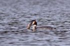 gcGrebe_190311g.jpg