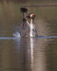 gcGrebe_190311i.jpg