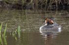 gcGrebe_190313g.jpg