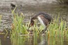 gcGrebe_190313j.jpg