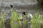 gcGrebe_190313l.jpg