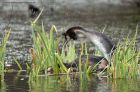 gcGrebe_190313n.jpg