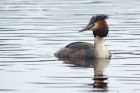 gcGrebe_190313zm.jpg