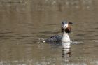 gcGrebe_190313zv.jpg