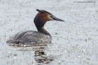 gcGrebe_190313zzm.jpg