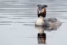 Filename=gcGrebe_190313zzr.jpg
Filesize=232KB
Dimensions=1000x667
Date added=Apr 25, 2013 gcGrebe_190313zzr.jpg