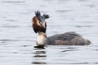 gcGrebe_190313zzv.jpg